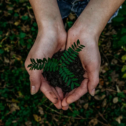 Semente Verde